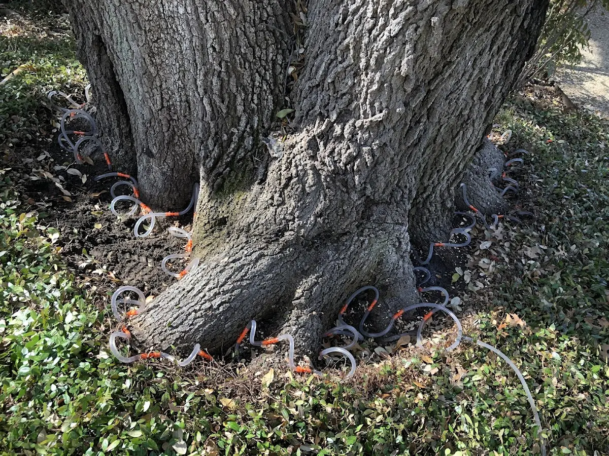 Detailed Tree Cabling and Bracing job site in Richwood
